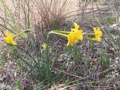 Narcissus assoanus assoanus