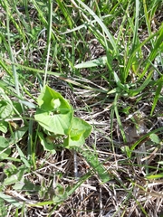 Aristolochia pallida