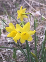 Narcissus assoanus assoanus