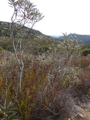 Eriodictyon trichocalyx lanatum