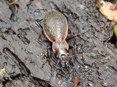 Carabus irregularis