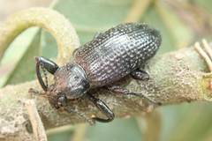 Derosphaerus sinensis