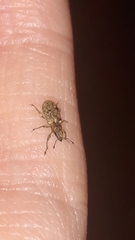 Sitona cylindricollis