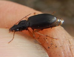 Platynina