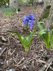 Hyacinthus