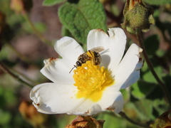 Lasioglossum prasinum