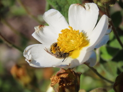 Lasioglossum prasinum