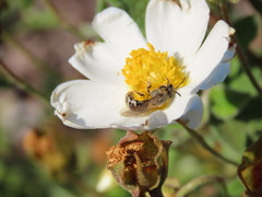 Lasioglossum prasinum