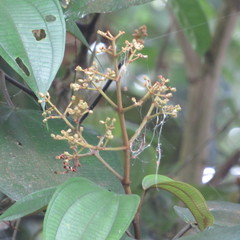 Miconia caudata
