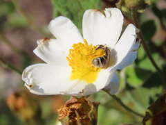 Lasioglossum prasinum