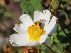 Lasioglossum prasinum