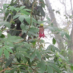 Podandrogyne densiflora