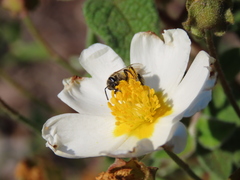 Lasioglossum prasinum