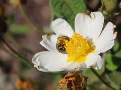 Lasioglossum prasinum