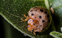 Henosepilachna vigintioctopunctata