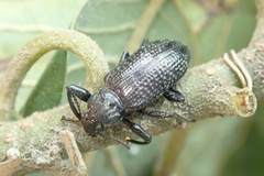 Derosphaerus sinensis