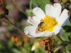 Lasioglossum prasinum