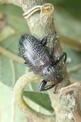 Derosphaerus sinensis