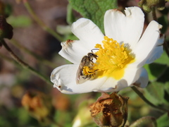 Lasioglossum prasinum
