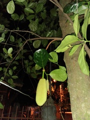 Artocarpus heterophyllus