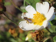 Lasioglossum prasinum
