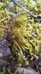 Triquetrella tristicha