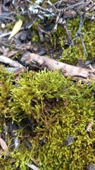 Triquetrella tristicha
