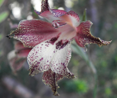 Gladiolus maculatus
