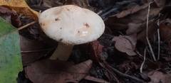 Fungi
