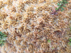 Sphagnum fuscum