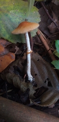 Fungi