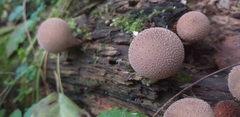 Fungi
