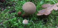 Fungi