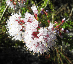 Agathosma serpyllacea