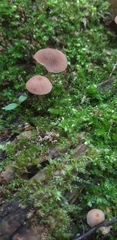 Fungi