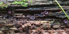 Fungi