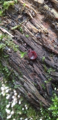 Fungi