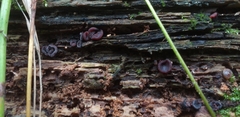 Fungi
