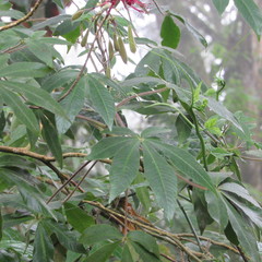 Podandrogyne densiflora