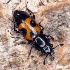 Glischrochilus moratus