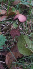 Fungi