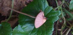 Fungi