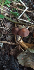Fungi