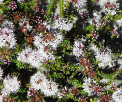 Agathosma serpyllacea