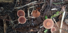 Fungi