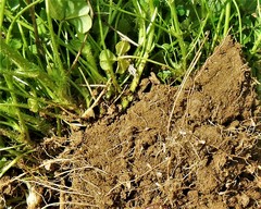 Trifolium subterraneum