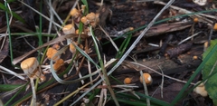 Fungi