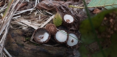 Fungi