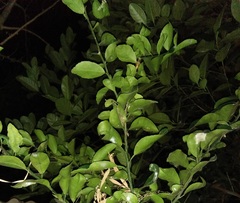 Citrus × microcarpa