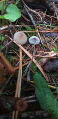 Fungi